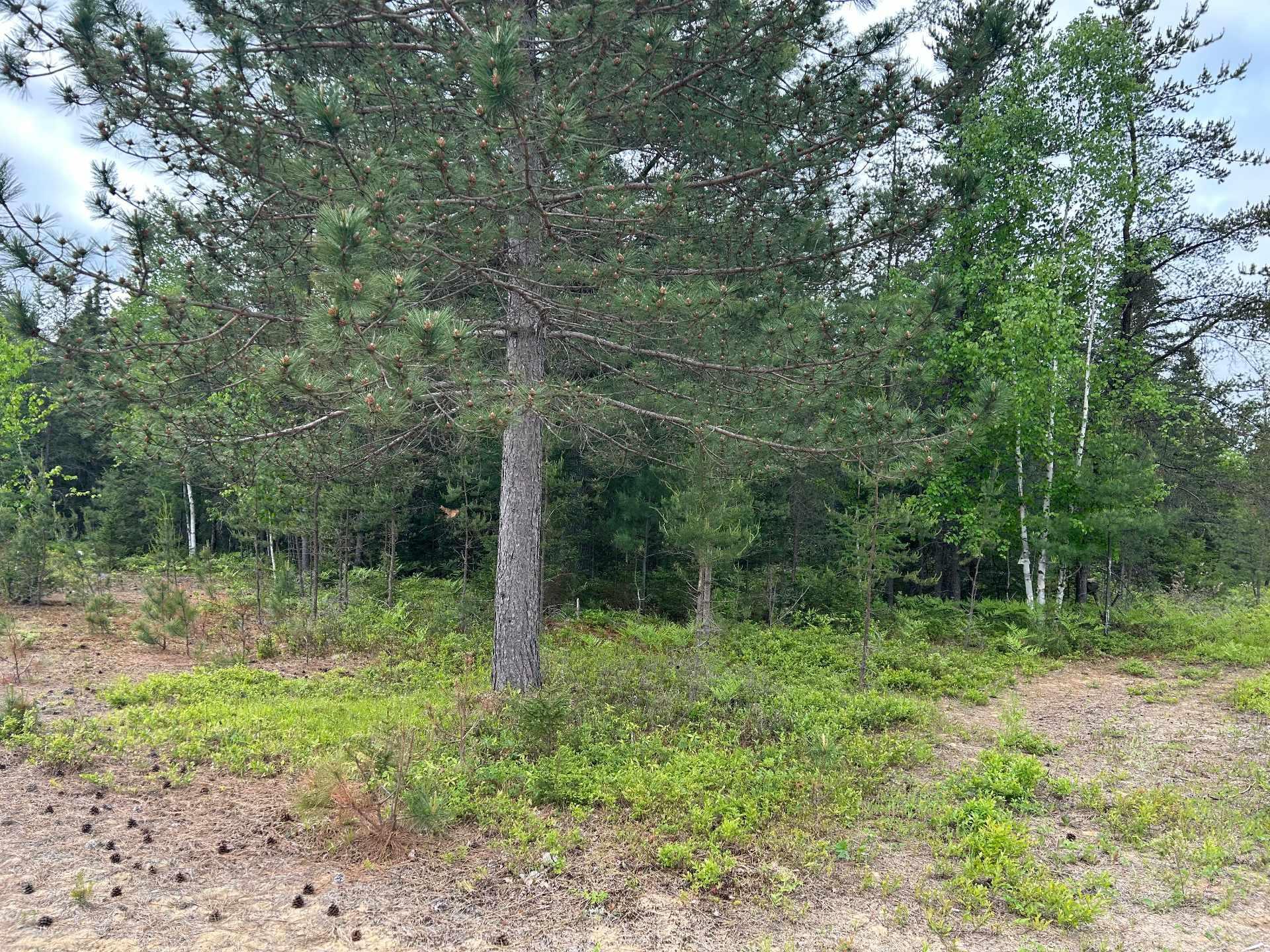 









297


Ch. des Saules

,
L'Ascension,







QC
J0T1W0

