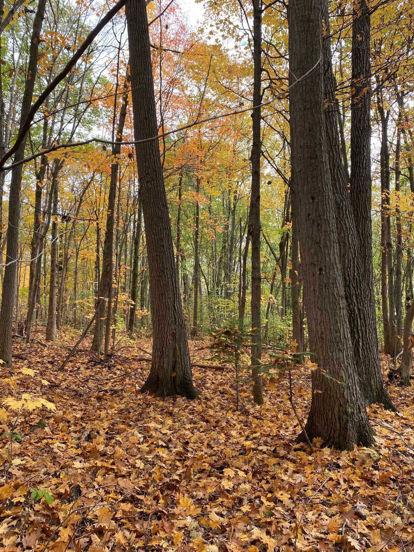 












Rue Papineau

,
Papineauville,







QC
J0V1R0

