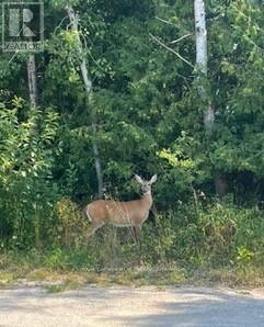 












25 I STREET

,
Cockburn Island,







Ontario
P0P1R0

