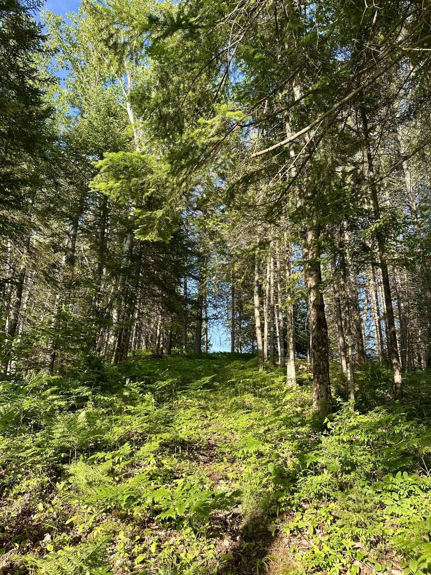 












Route 117 N.

,
Rivière-Rouge,







QC
J0T1T0

