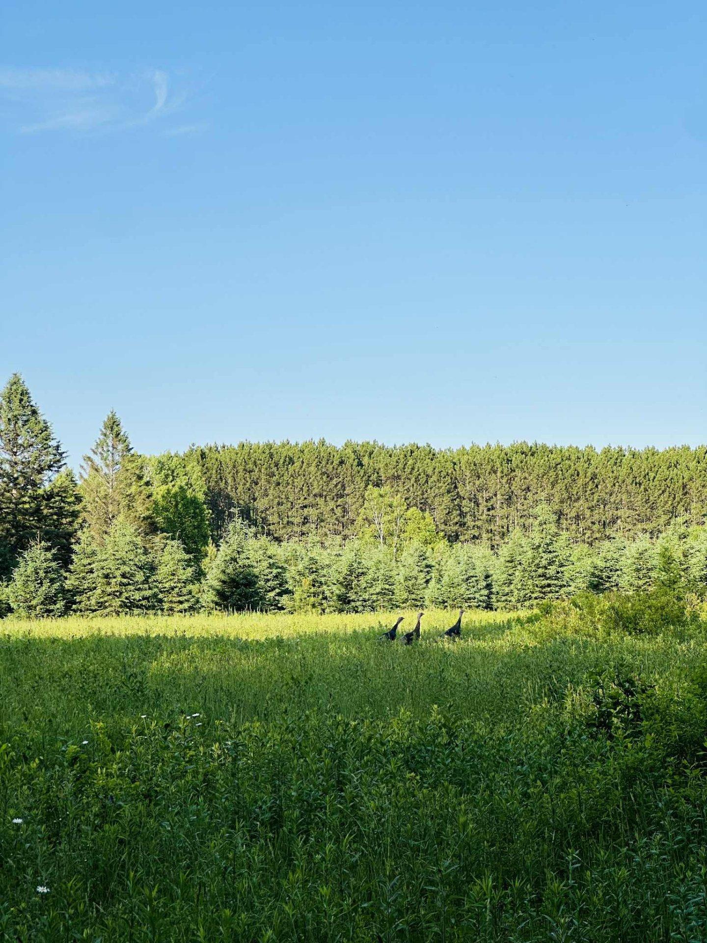 












Route 117 N.

,
Rivière-Rouge,







QC
J0T1T0

