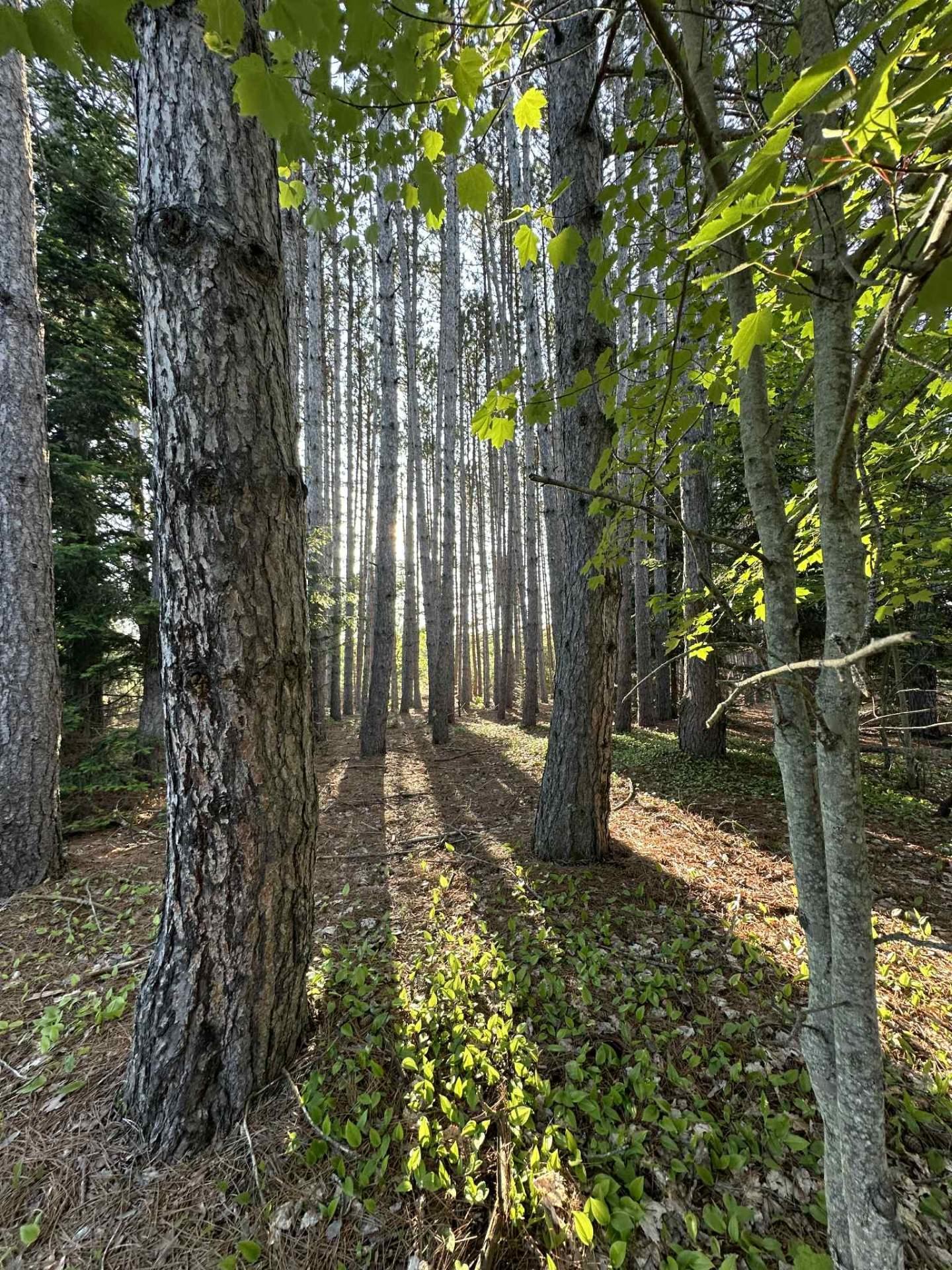 












Route 117 N.

,
Rivière-Rouge,







QC
J0T1T0

