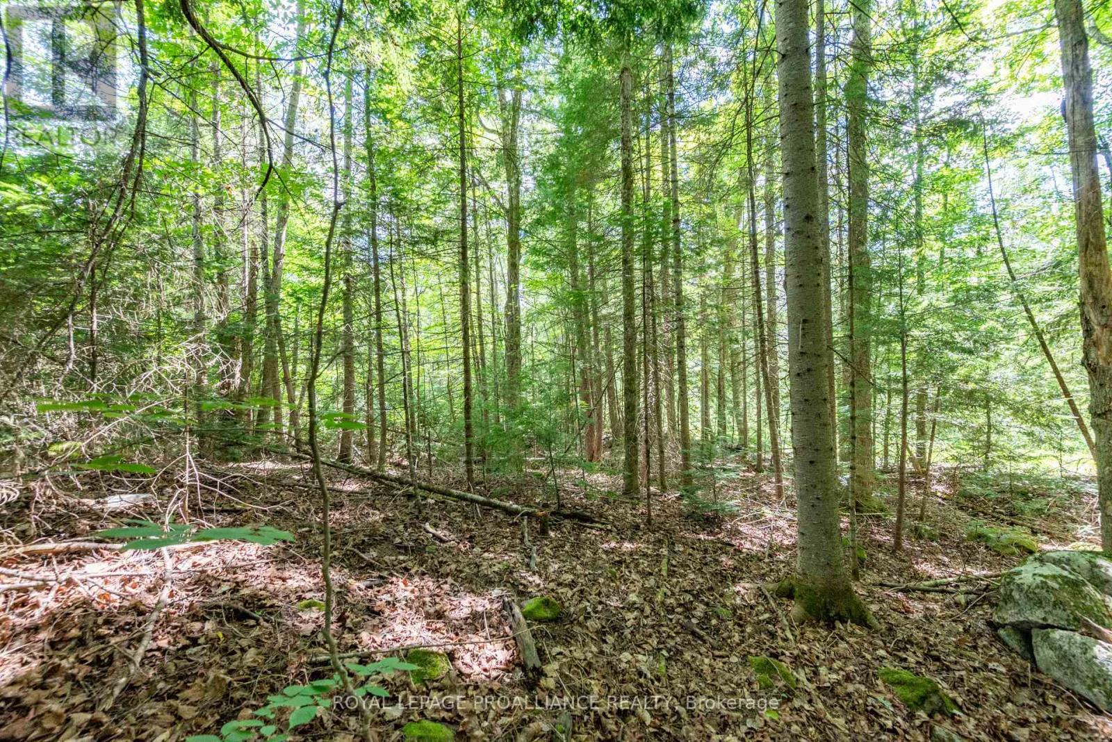 












0 BUCKSHOT LAKE ROAD

,
North Frontenac (Frontenac North),







Ontario
K0H2M0

