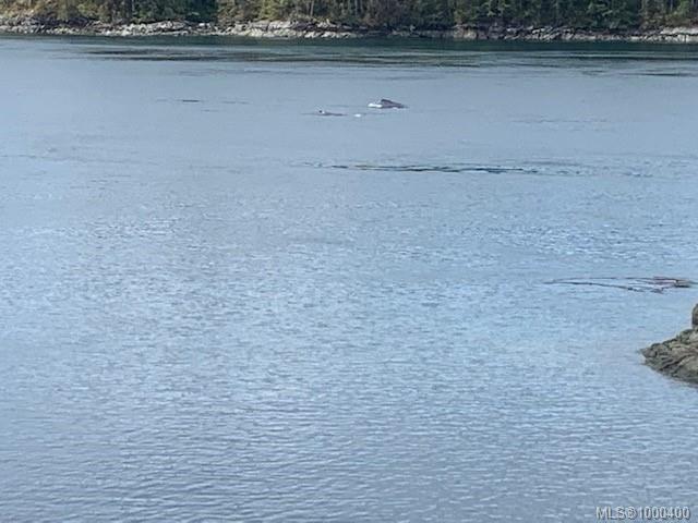 









Lot 49


Busby

Island,
See Remarks,




BC
V0P 1W0

