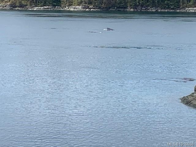 









Lot 49


Busby

Island,
See Remarks,




BC
V0P 1W0

