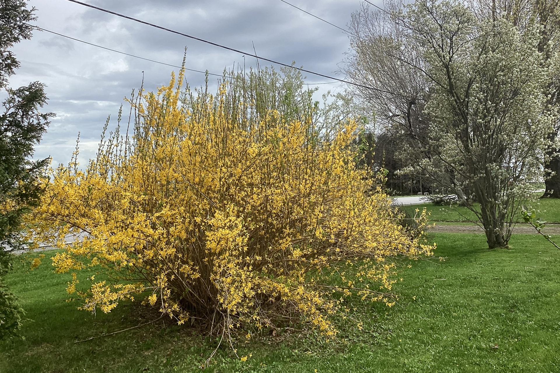 









1280


Rg des Dussault

,
Saint-Alexandre,




QC
J0J1S0

