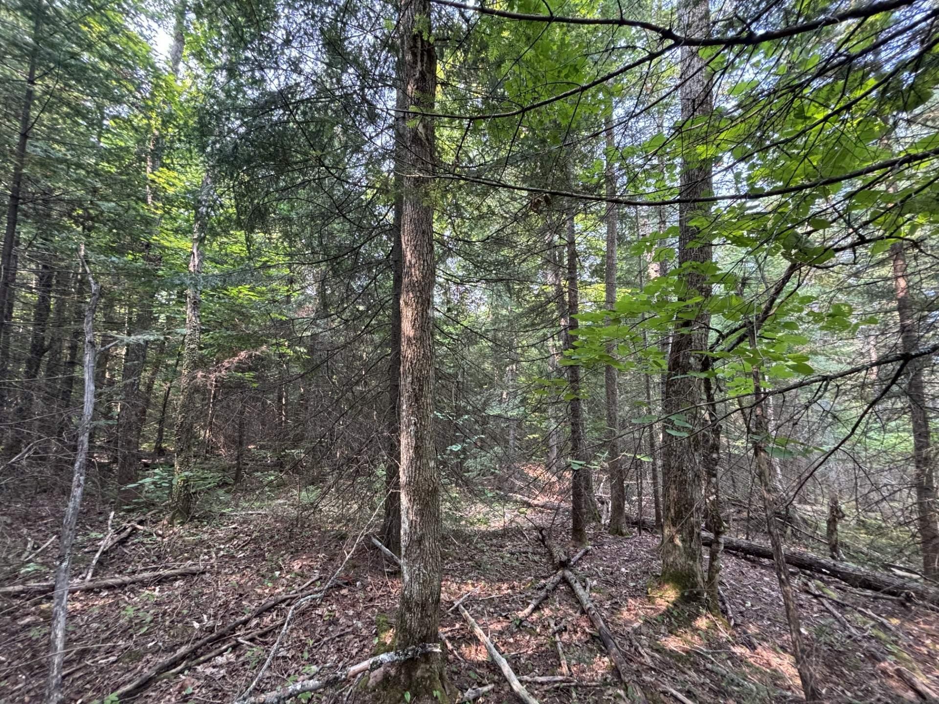 












Route 117

,
Lac-Saguay,







QC
J0W1L0

