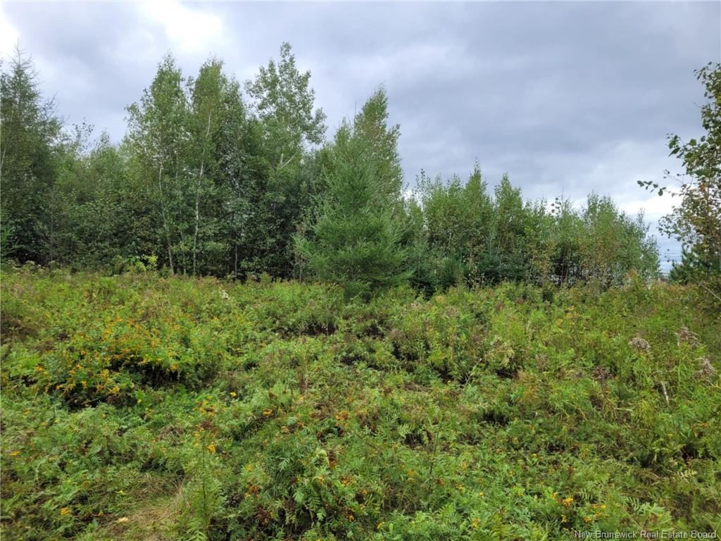 









10665


Principale

,
Saint-Louis-De-Kent,







NB
E4X 1G3

