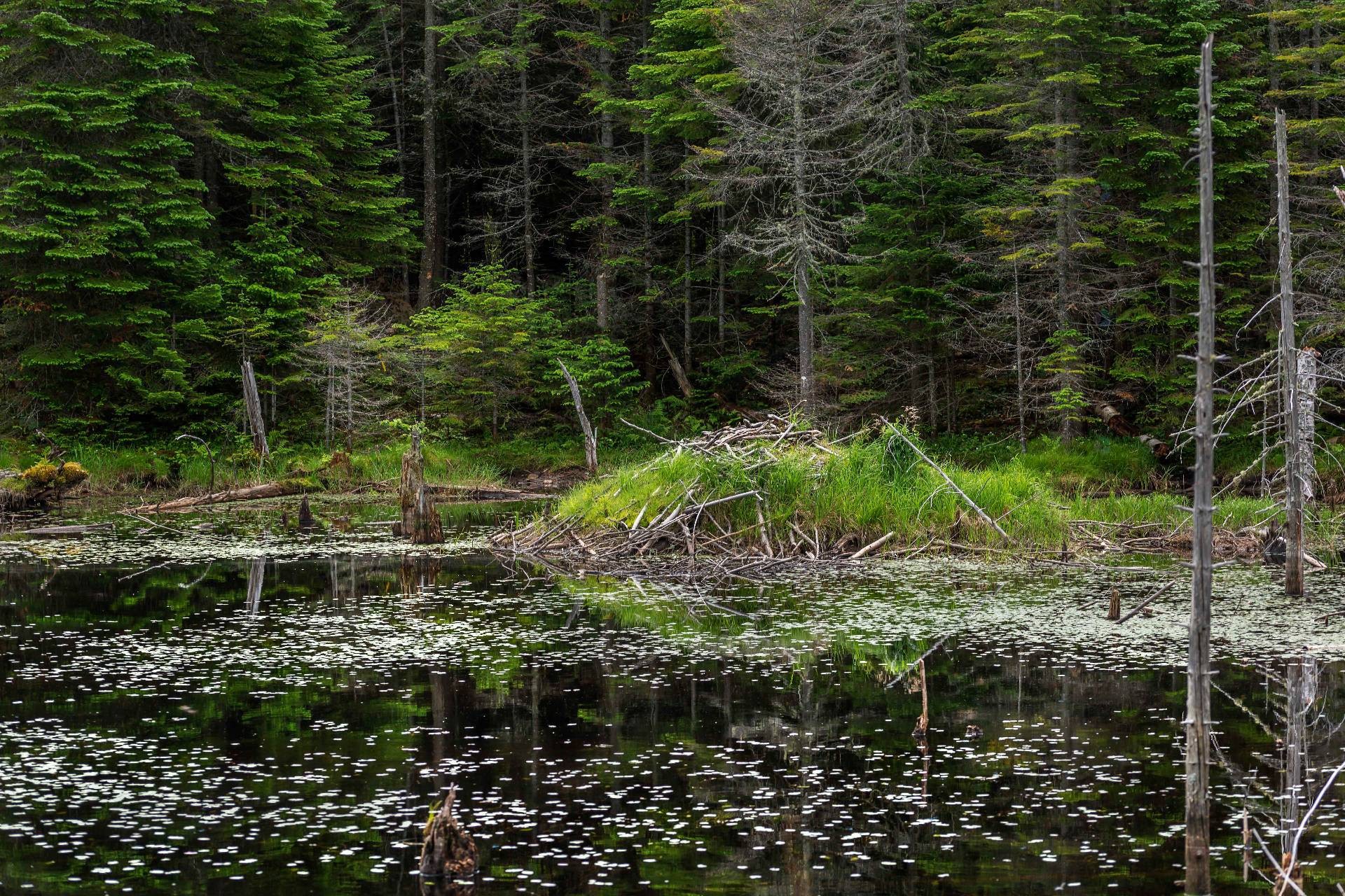 












Ch. des Hiboux

,
Mont-Blanc,







QC
J0T2G0

