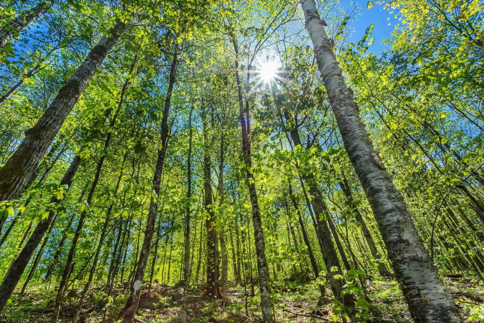 












Ch. des Hiboux

,
Mont-Blanc,







QC
J0T2G0

