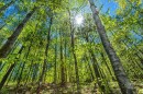 Wooded area