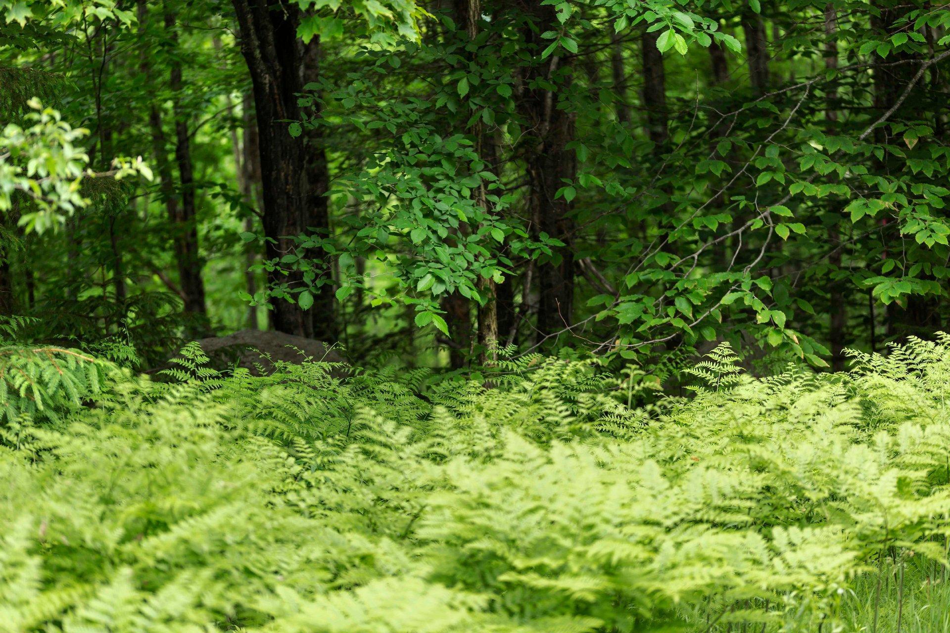 












Ch. des Hiboux

,
Mont-Blanc,







QC
J0T2G0

