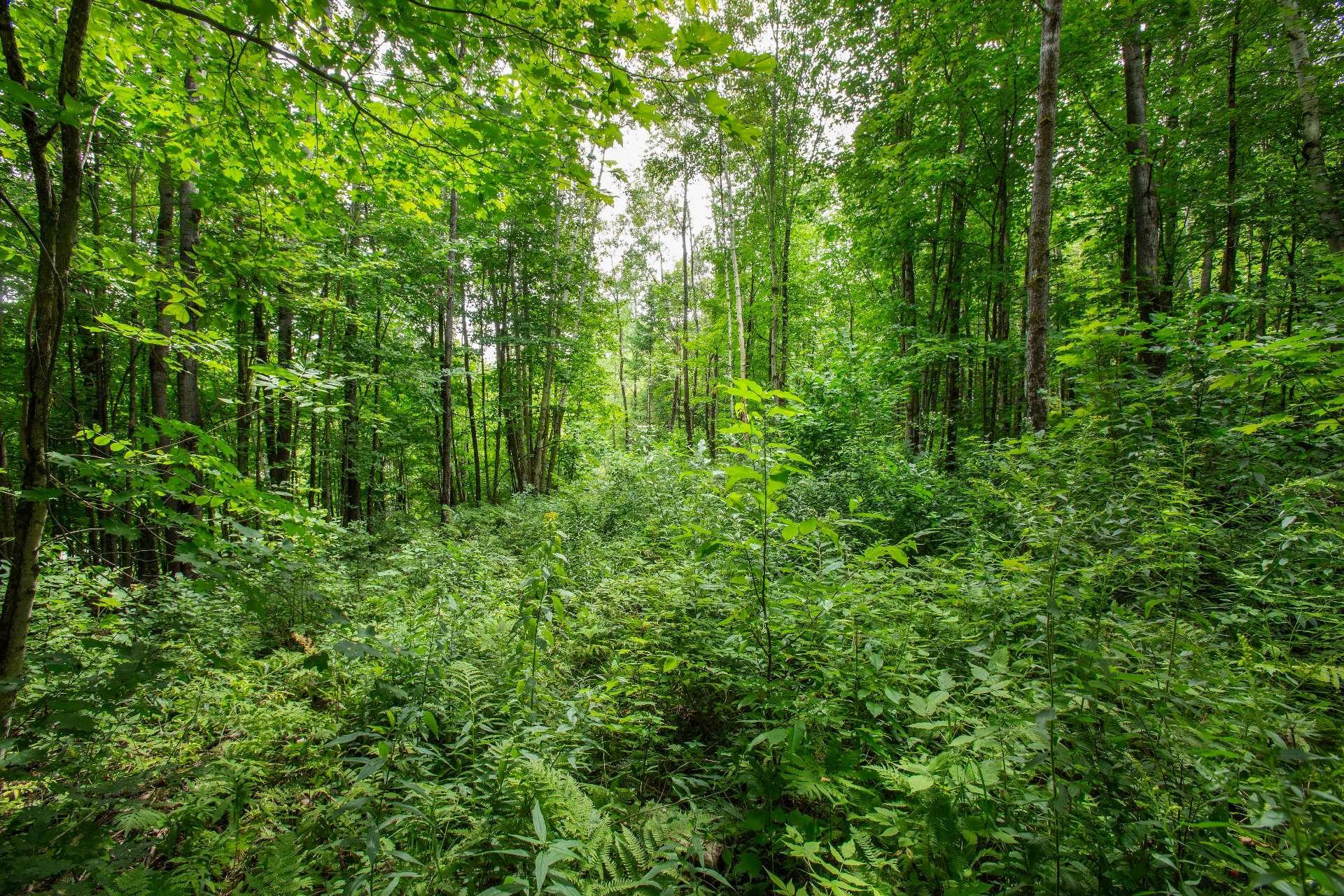 












Ch. des Pics-Verts

,
Mont-Blanc,







QC
J0T2G0

