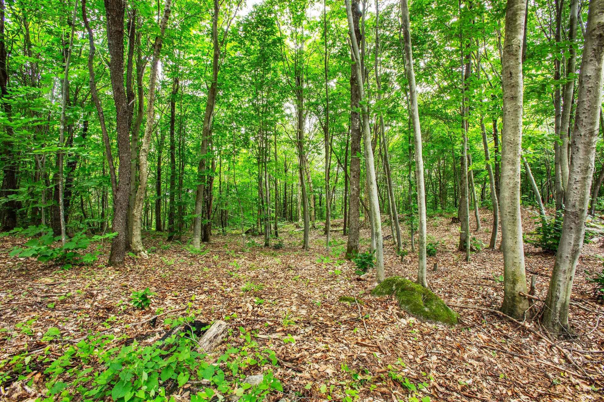 












Ch. des Pics-Verts

,
Mont-Blanc,







QC
J0T2G0

