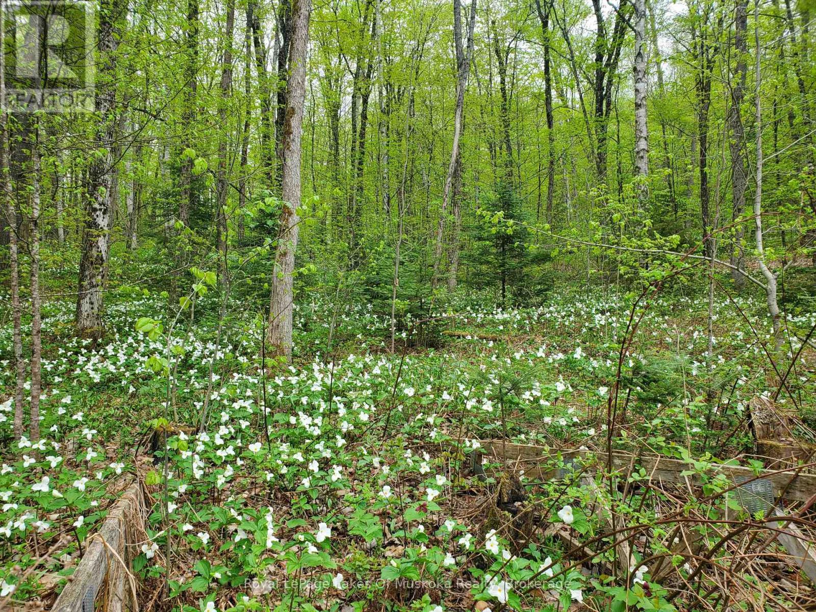 












4244 MUSKOKA ROAD 117

,
Lake of Bays (Franklin),




Ontario
P0B1A0

