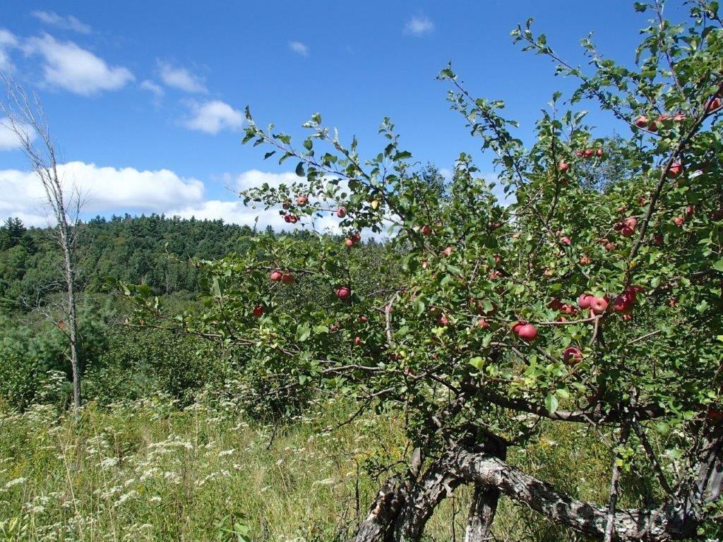 









447


Ch. Clark

,
La Pêche,







QC
J0X3G0

