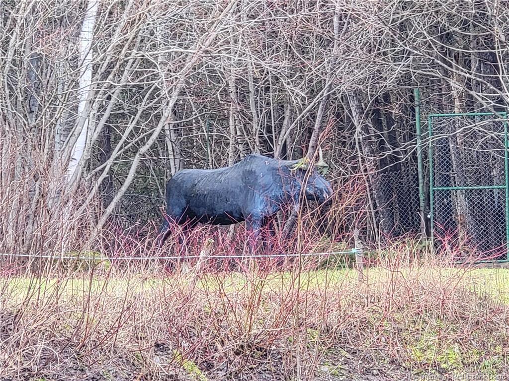 









91


Des Ormes

,
Petit-Rocher-Nord,




NB
E8J 2K1


