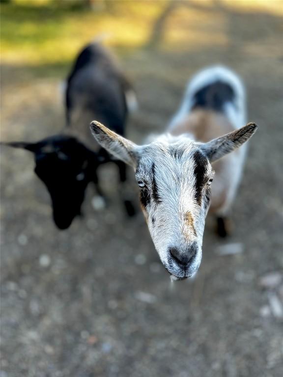 









7502


Highway 95A

,
Kimberley,




BC
V1A 3L4

