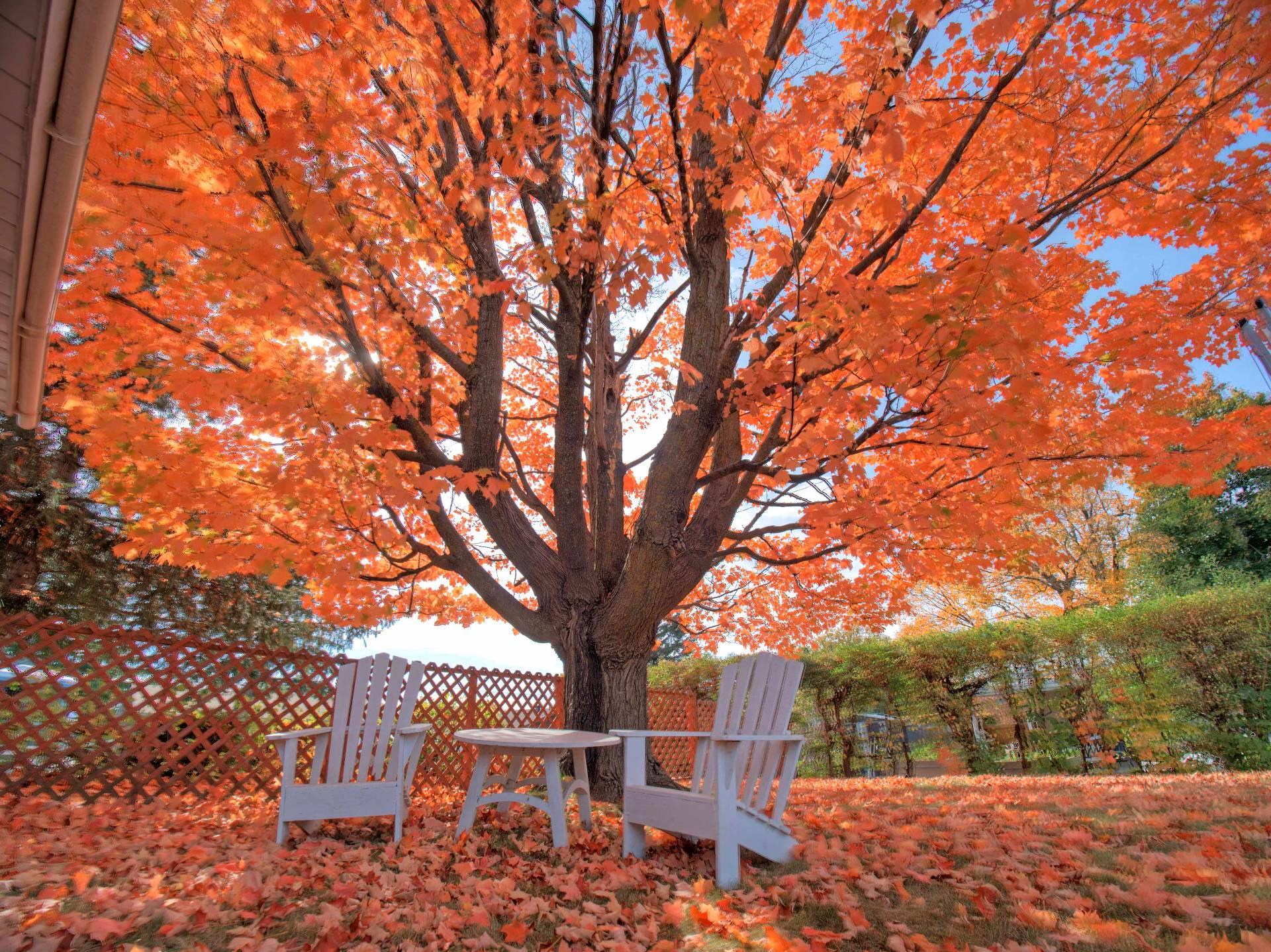 









539


Rue Tyler

,
Gatineau (Aylmer),




QC
J9H4L2

