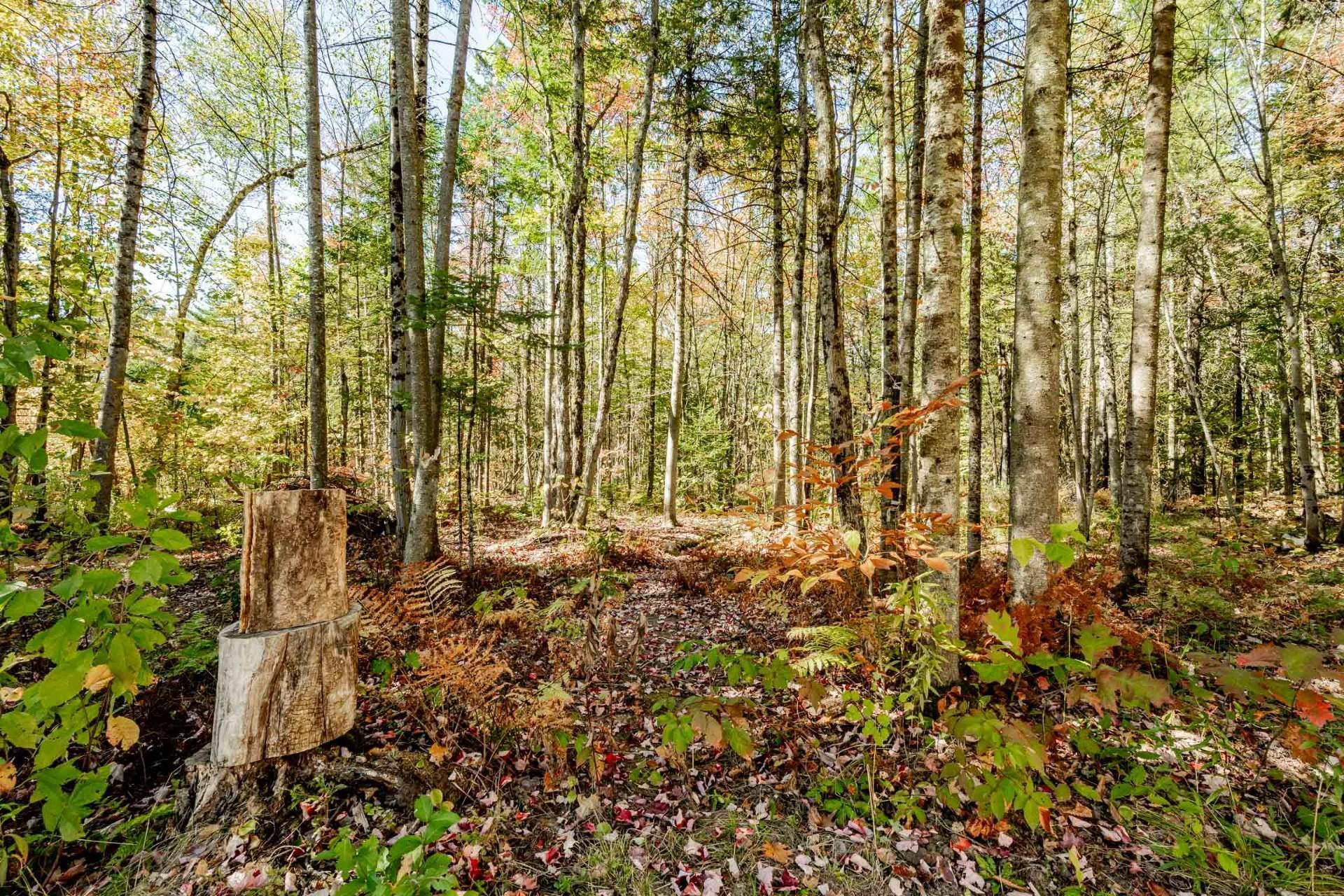 









3358


Rue des Arbrisseaux

,
Sherbrooke (Brompton/Rock Forest/Saint-Élie/Deauville),




QC
J1R0B4

