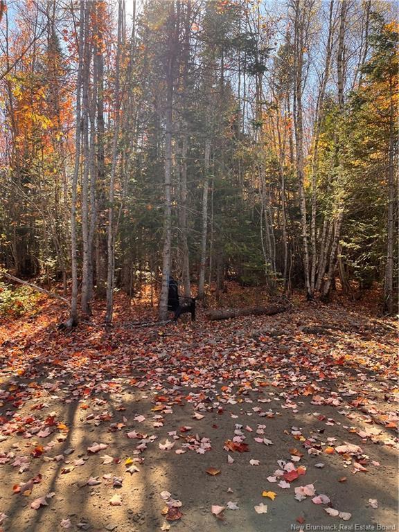 









Lot


Bells Mills

RD,
Richibouctou-Village,







NB
E4W 1B8

