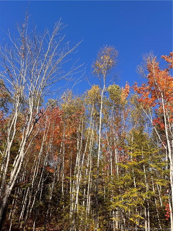 









Lot


Bells Mills

RD,
Richibouctou-Village,







NB
E4W 1B8

