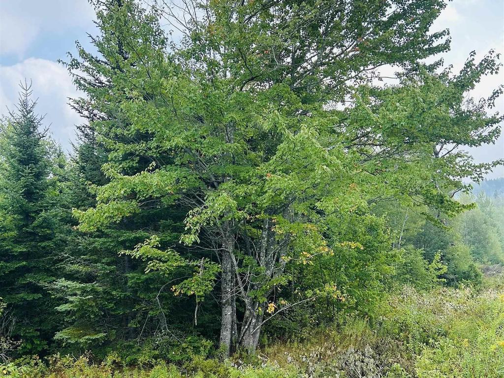 












Lot Alpena Road

,
East Inglisville,







NS
B0S 1M0

