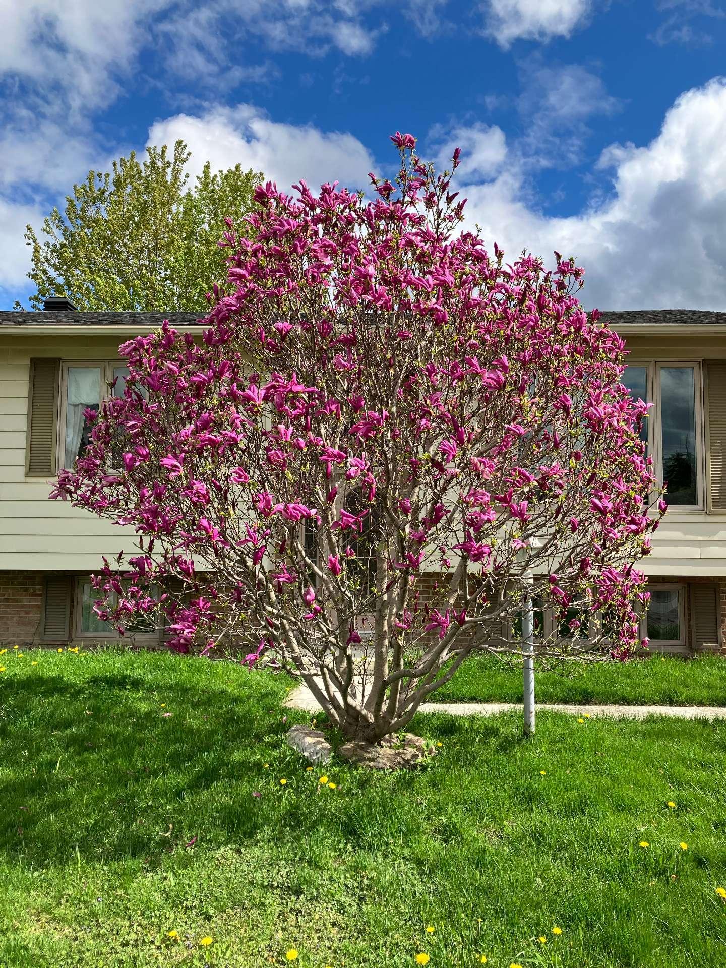 









167


5e Avenue

,
Saint-Constant,




QC
J5A1W4

