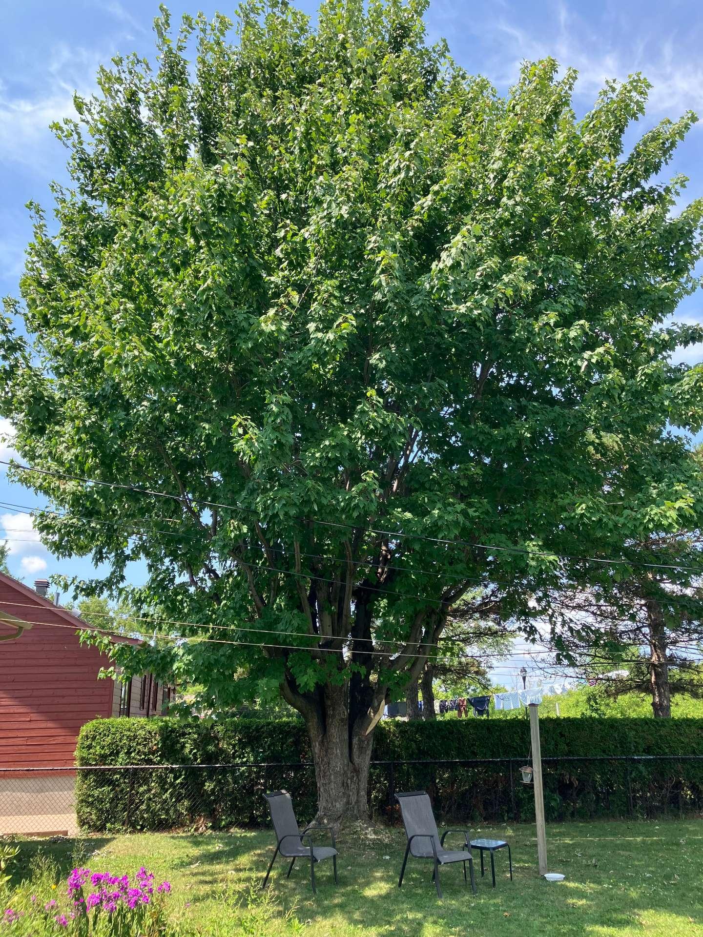 









167


5e Avenue

,
Saint-Constant,




QC
J5A1W4

