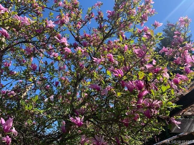 









4766


Headquarters

Rd,
Courtenay,




BC
V9N 9H4

