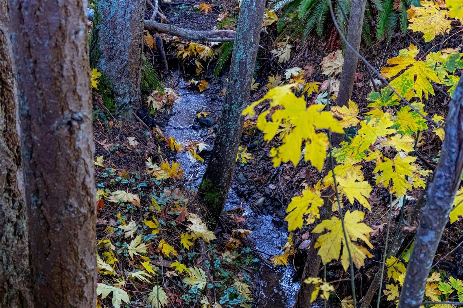 









1364


Kingsview

Rd,
Duncan,




BC
V9L 5P1

