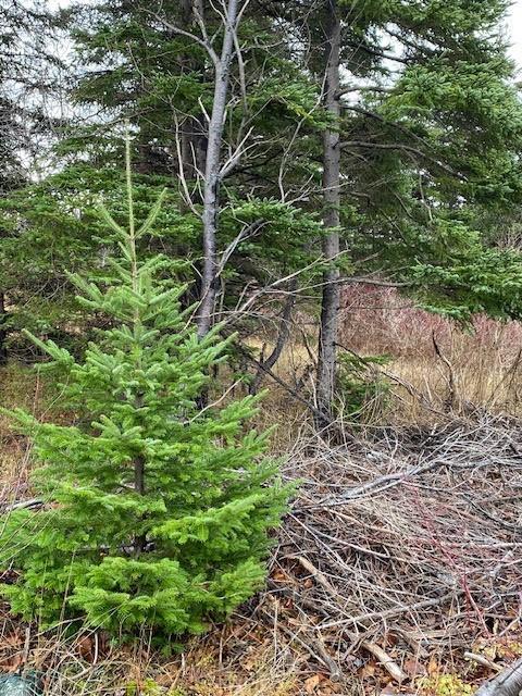 









104-108


Highway East

,
Victoria,







NL
A0A 4G0

