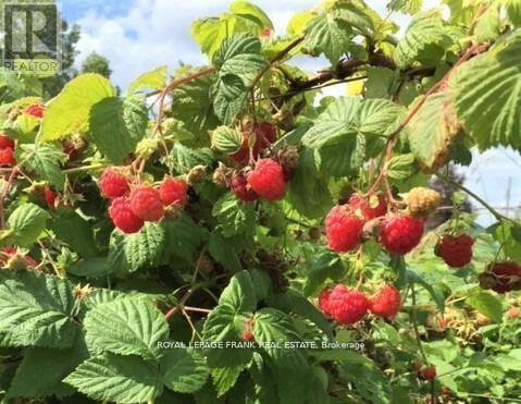 












3071 5TH LINE E

,
Trent Hills (Campbellford),




Ontario
K0L1L0

