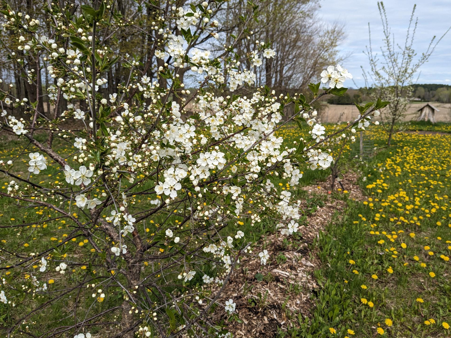 









726


Ch. de Philipsburg

,
Bedford - Canton,




QC
J0J1A0

