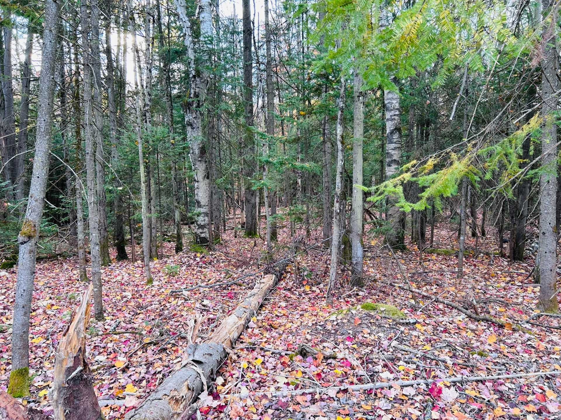 












Ch. des Marcheurs

,
Saint-Sauveur,







QC
J0R1R2

