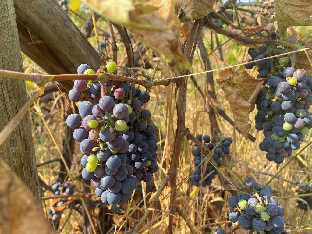 









4435


Hallam

Road,
Armstrong,




BC
V0E 1B0

