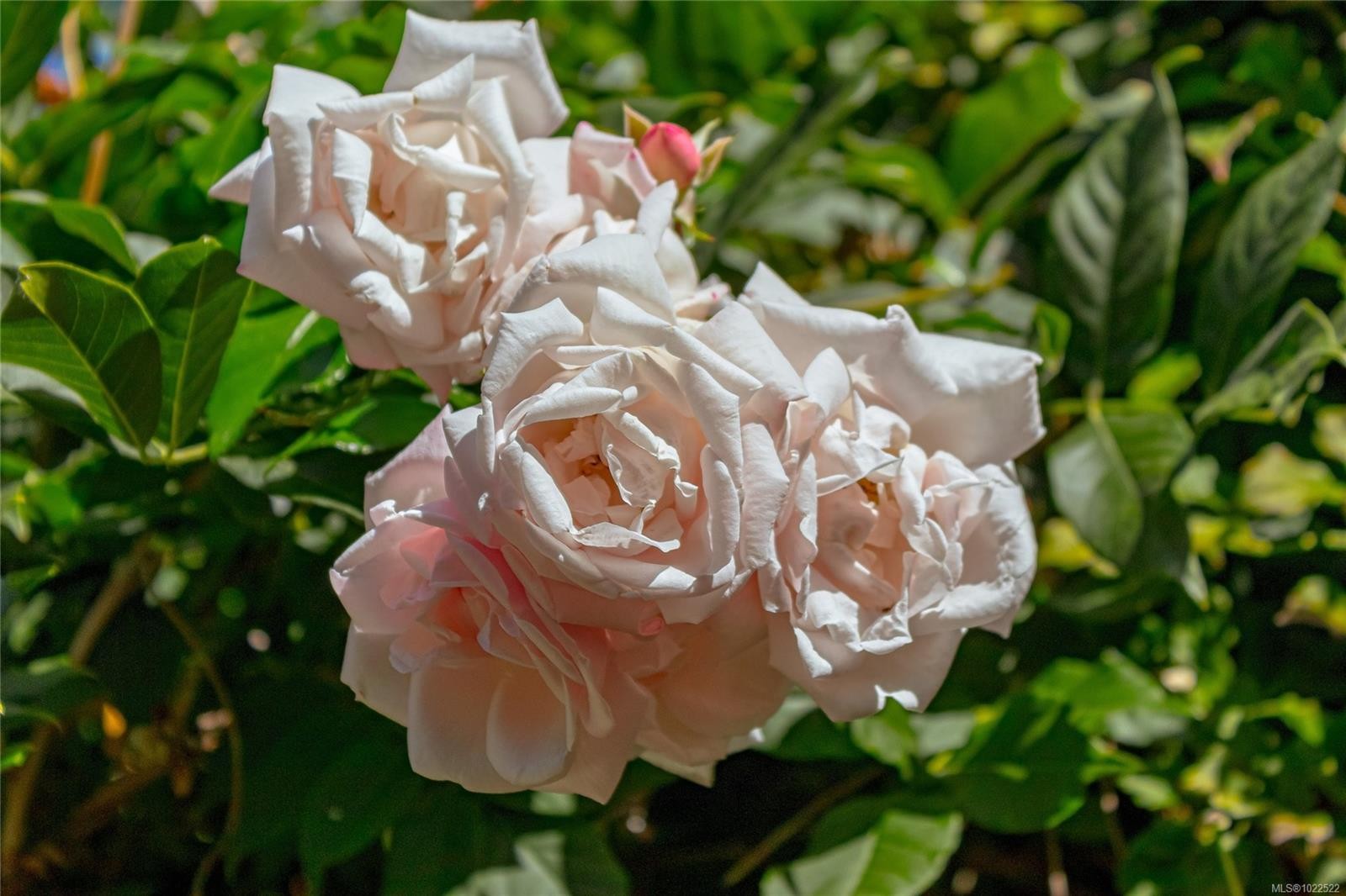 









598


Arbutus

St,
Qualicum Beach,




BC
V9K 1K6

