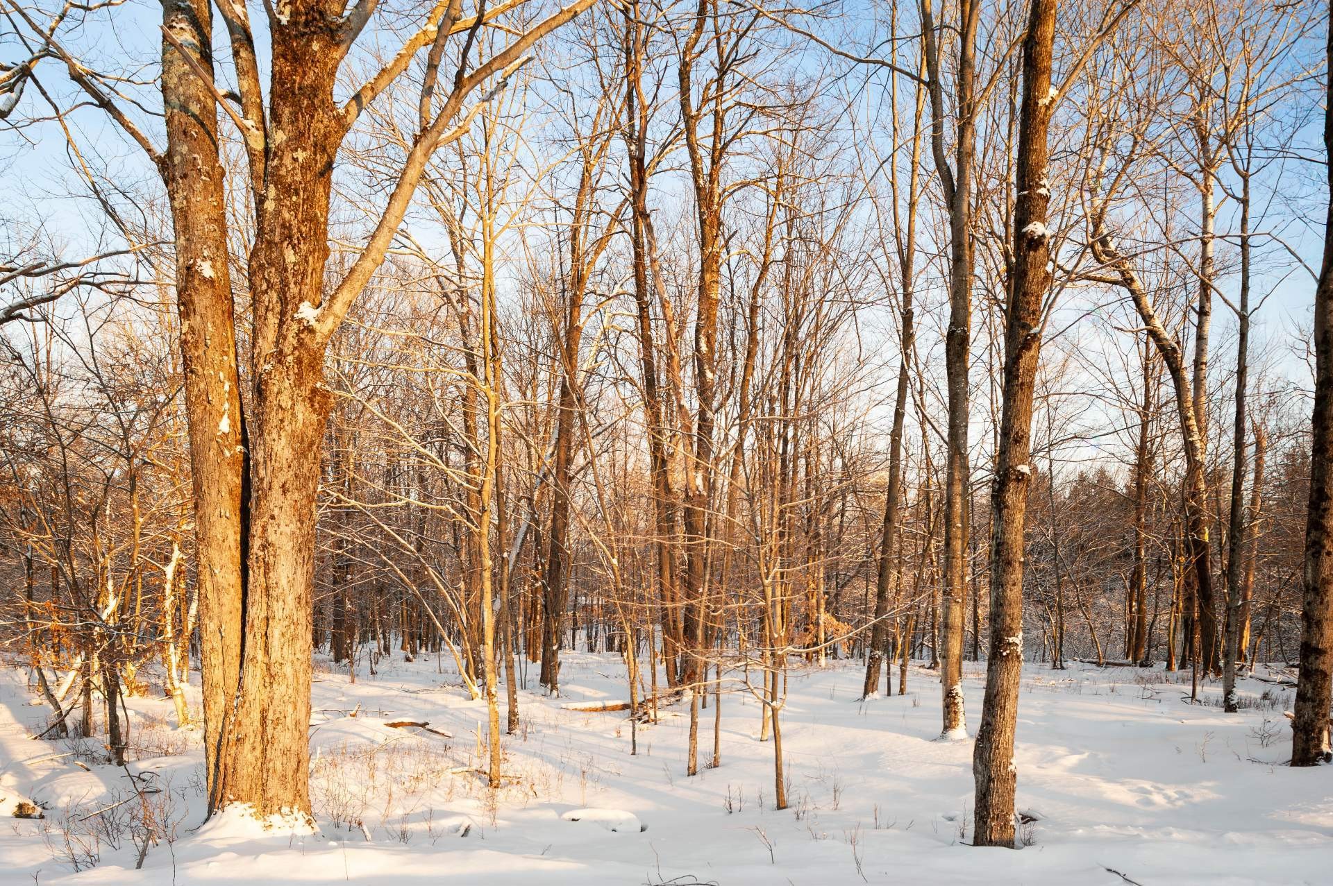 









210


Rue de Louis-Hébert

, 1,
Bromont,







QC
J2L0C6

