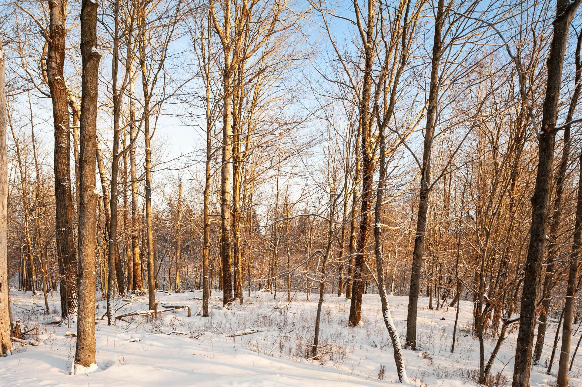 









210


Rue de Louis-Hébert

, 1,
Bromont,







QC
J2L0C6

