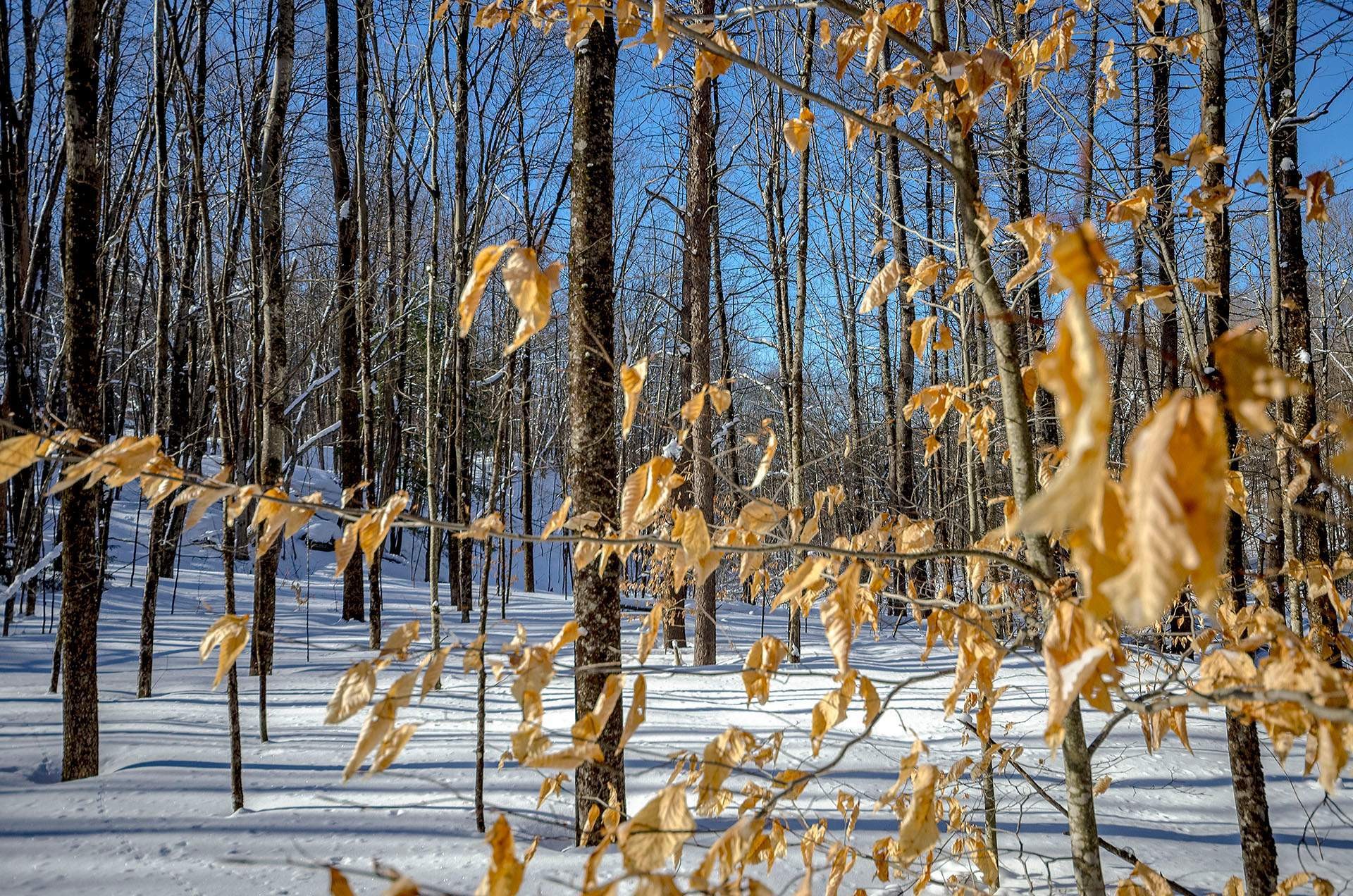












Ch. Poissant

,
Sutton,







QC
J0E2K0

