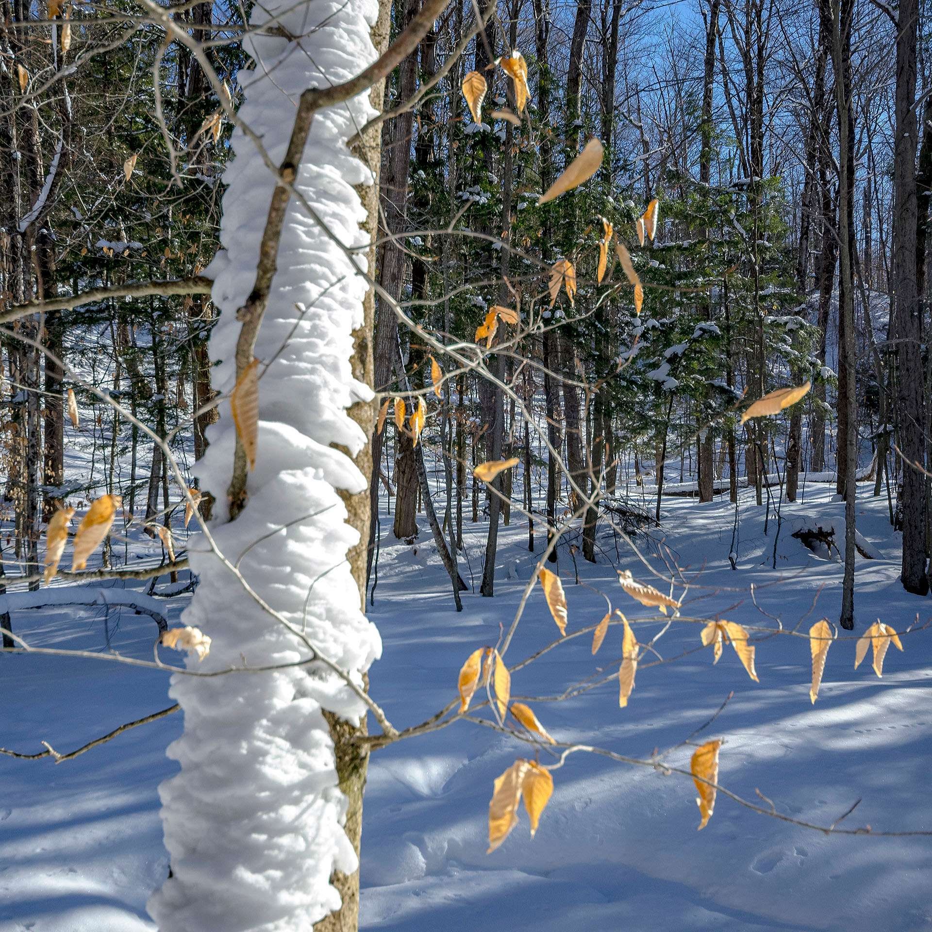 












Ch. Poissant

,
Sutton,







QC
J0E2K0

