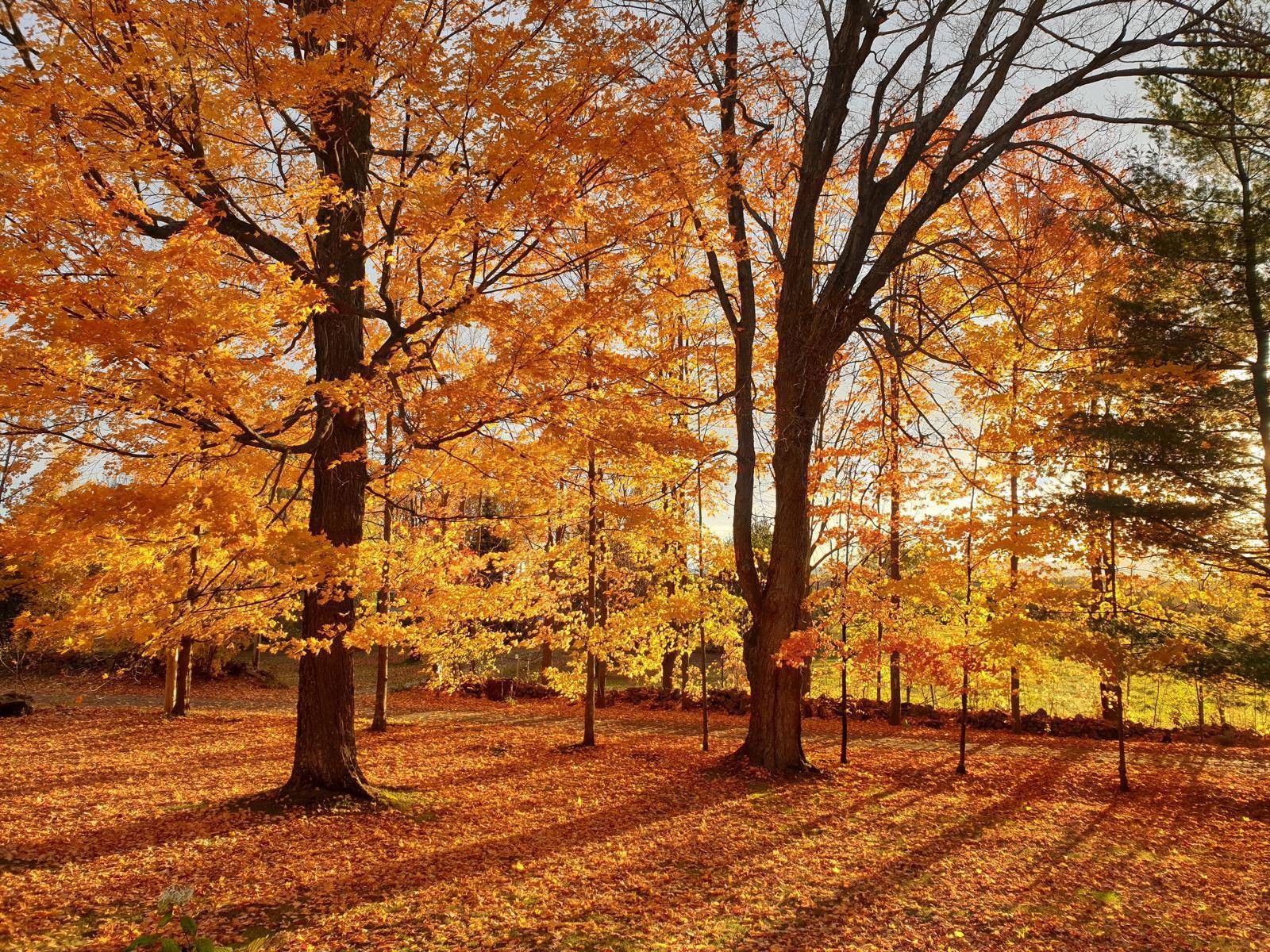 









65


Ch. Papineau

,
Lac-Brome,




QC
J0E1S0

