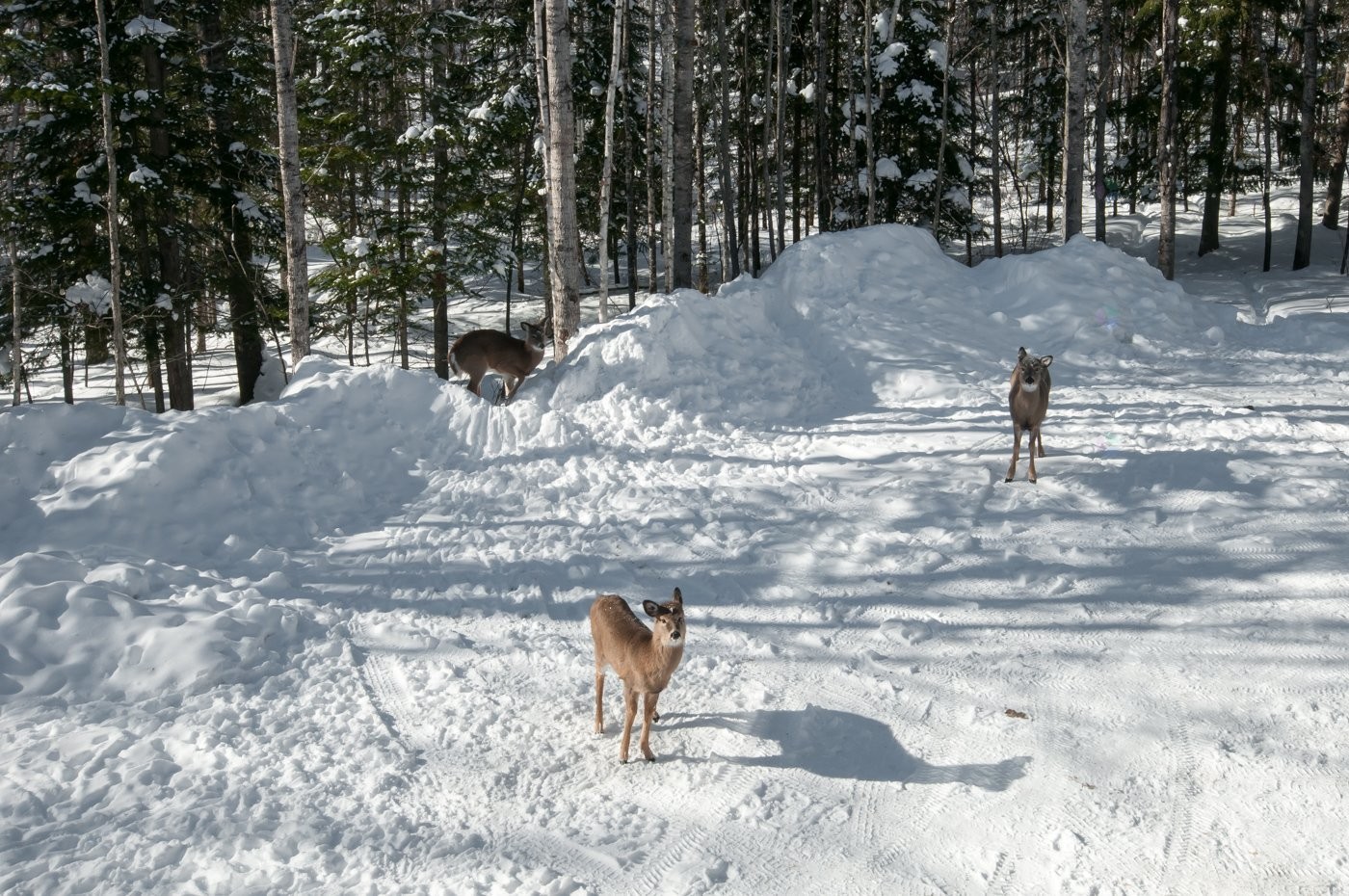 









10


Ch. de la Paix

,
Saint-Michel-des-Saints,




QC
J0K3B0

