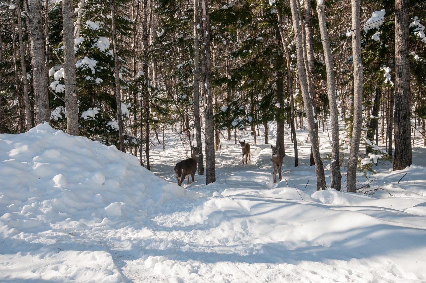 









10


Ch. de la Paix

,
Saint-Michel-des-Saints,




QC
J0K3B0

