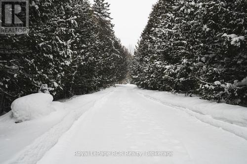 beautiful long treed laneway