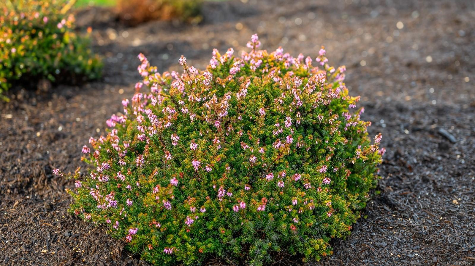 









3767


Maple

Lane,
Royston,




BC
V0R 2V0

