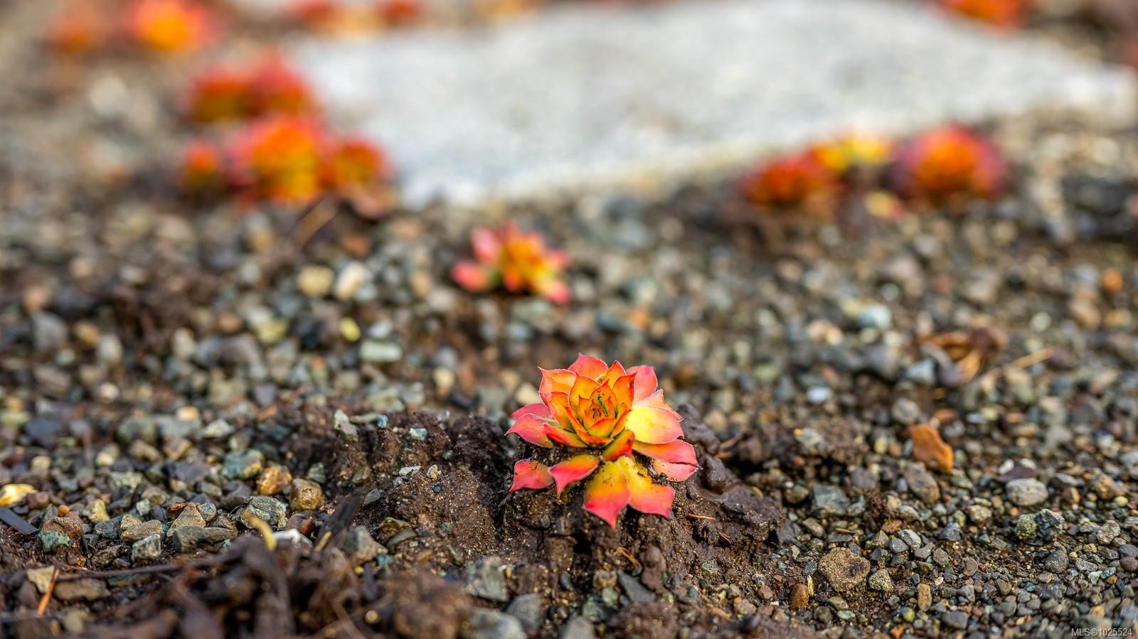 









3767


Maple

Lane,
Royston,




BC
V0R 2V0

