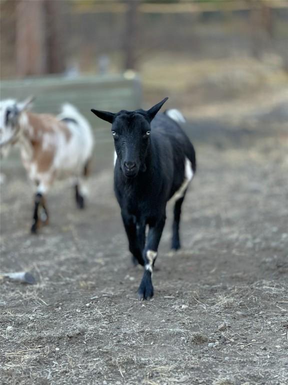 









7502


Highway 95A

,
Kimberley,




BC
V1A 3L4

