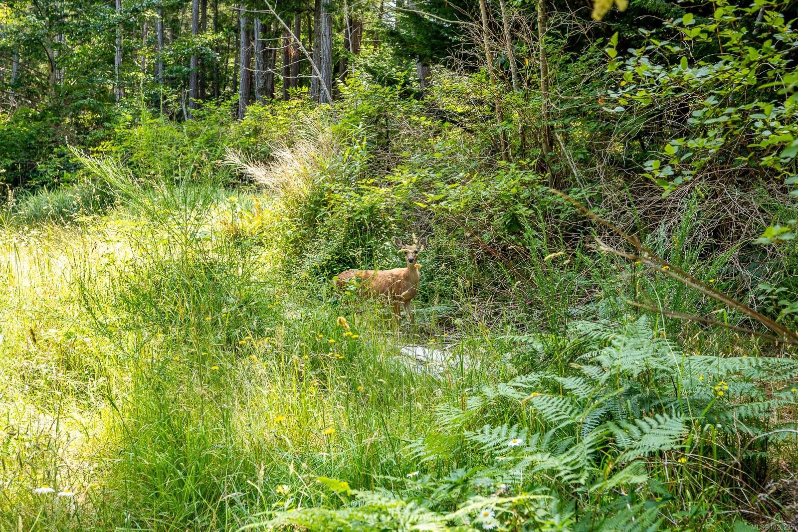 









3450


Brigantine

Cres,
Hornby Island,







BC
V0R 1Z0

