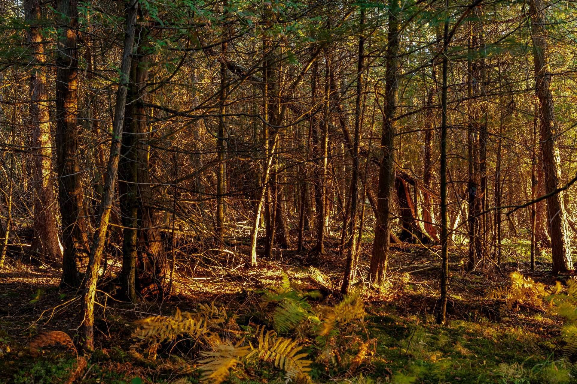 









3150


Ch. Bartlett

,
Cookshire-Eaton,







QC
J0B1M0

